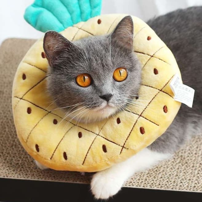 猫 エリザベスカラー | フルーツ猫カラー 癒しのトロピカルコレクション