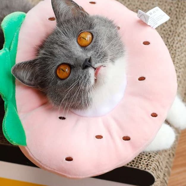 猫 エリザベスカラー | フルーツ猫カラー 癒しのトロピカルコレクション