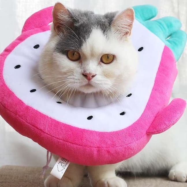 猫 エリザベスカラー | フルーツ猫カラー 癒しのトロピカルコレクション