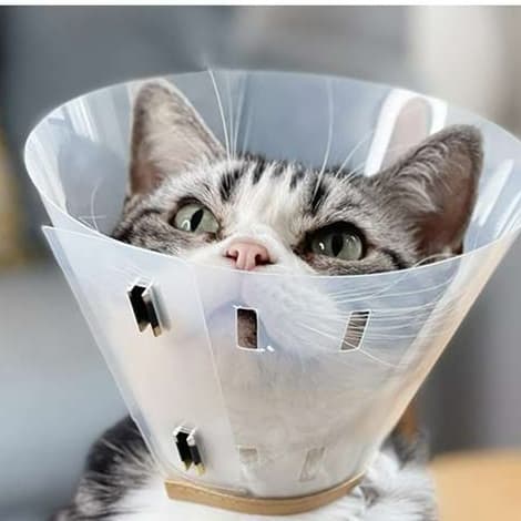 猫 エリザベスカラー | ゴールドリム付き猫用エリザベスカラー