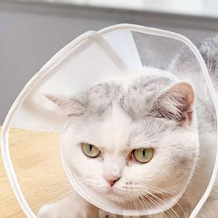 猫 エリザベスカラー | 猫用エリザベスカラー 3色セット