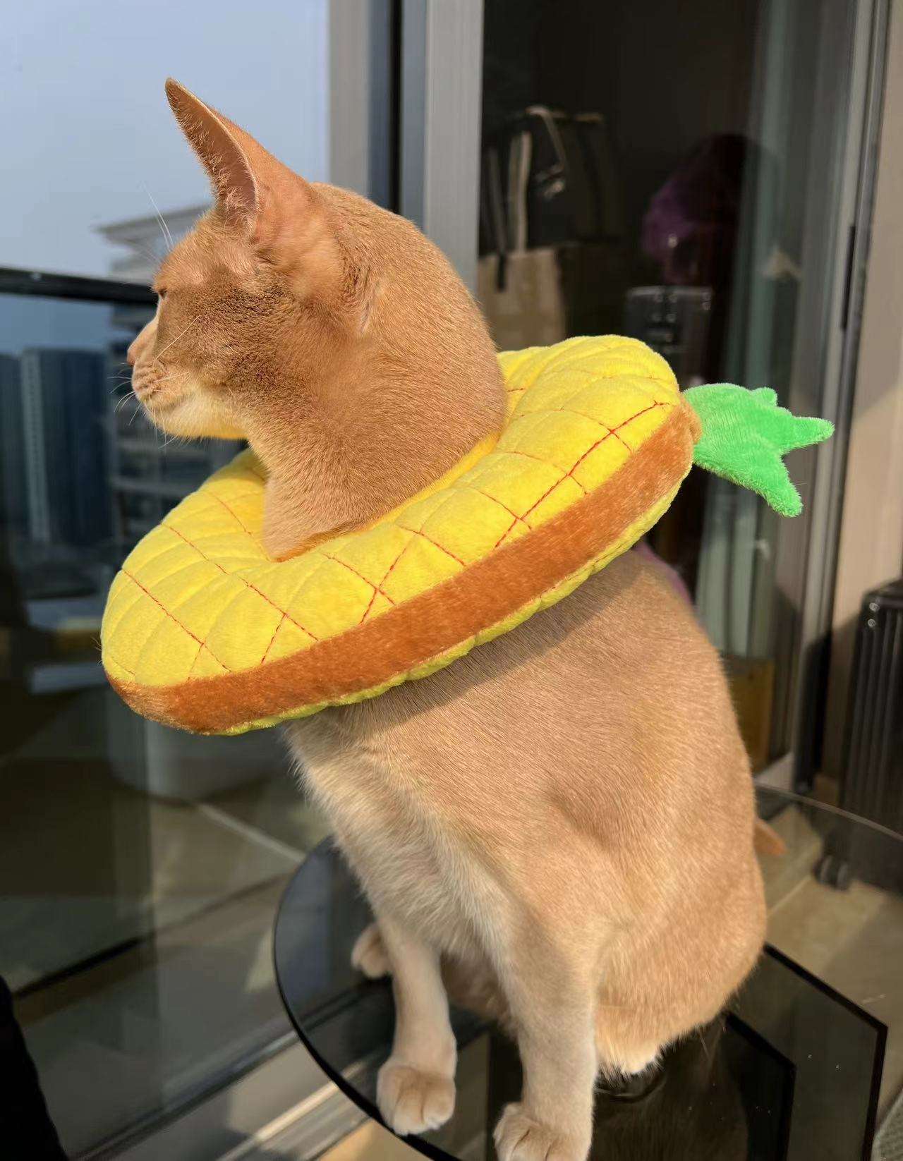 猫 エリザベスカラー | もちもちトースト型ペット用エリザベスカラー