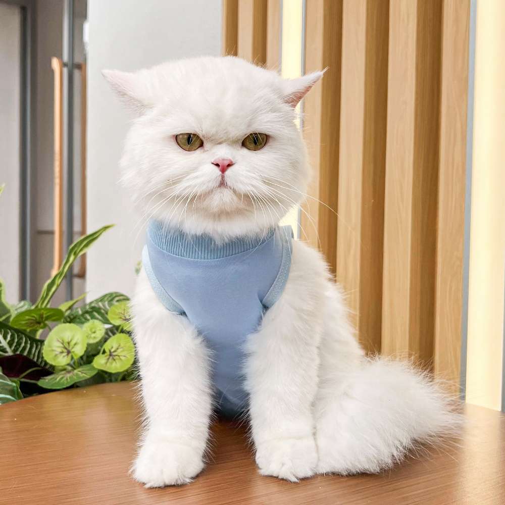 猫 術後服 | 猫用カラフル術後服 快適ケアウェア