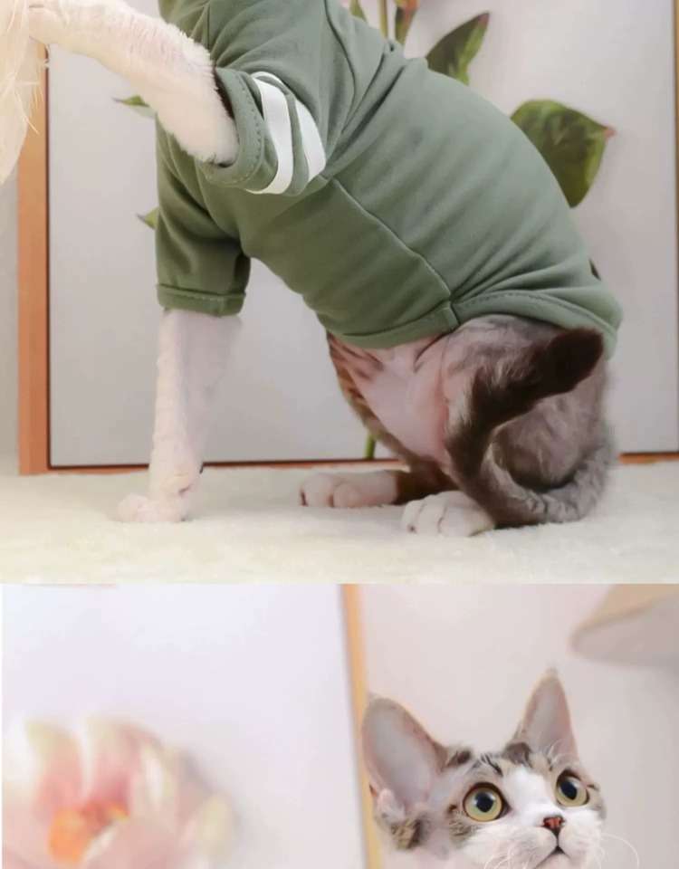 猫 術後服 | 猫用術後服 コンフォートグリーン
