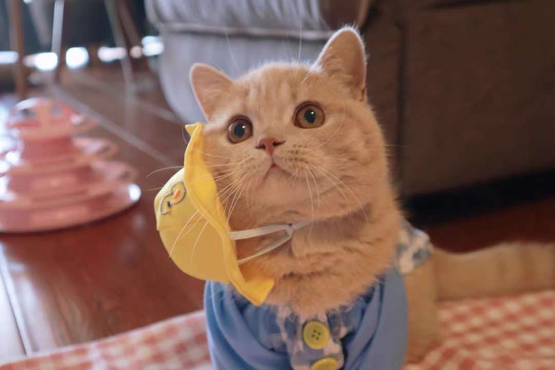 猫 洋服 | 猫用チェック柄オーバーオール