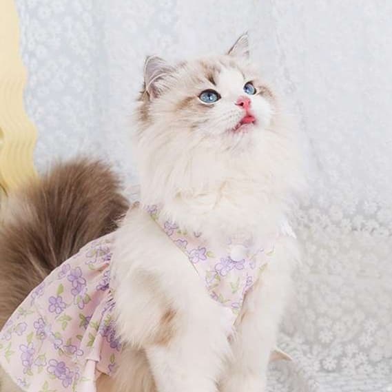 猫 洋服 | ふんわり花柄キャットドレス