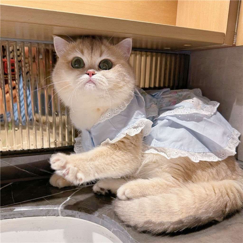 猫 洋服 | ふわふわ姫様風キャットドレス