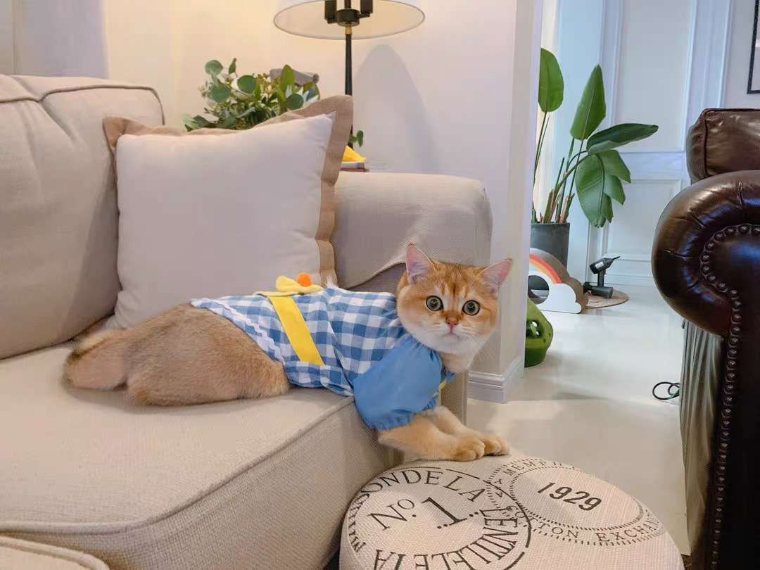 猫 洋服 | 猫用チェック柄オーバーオール