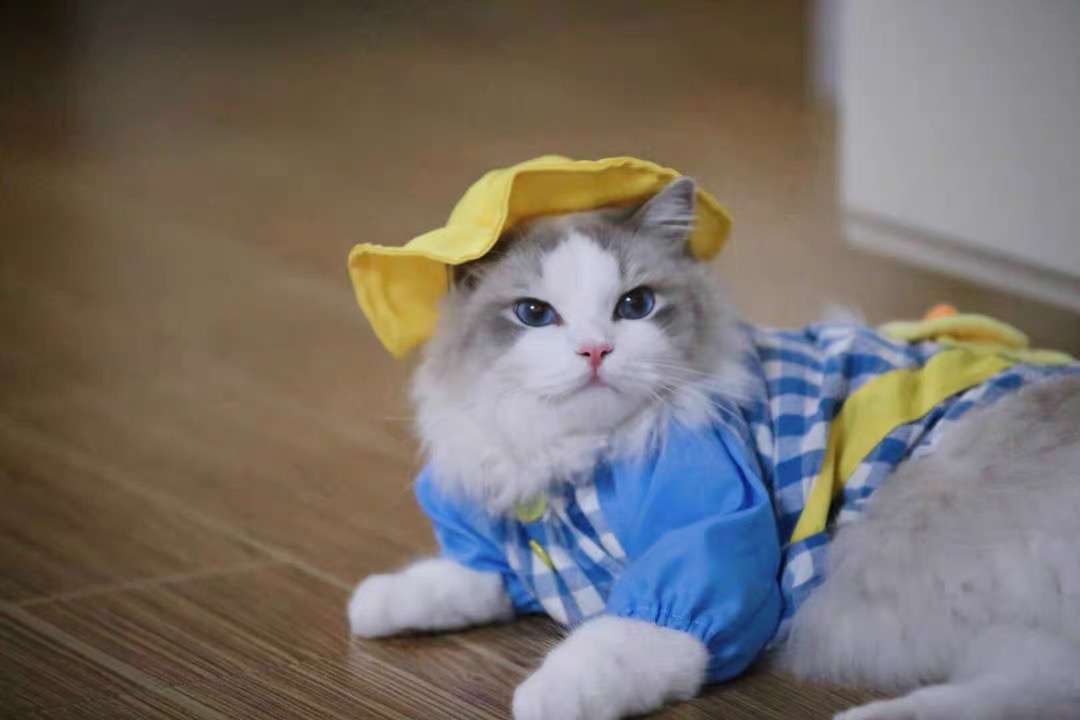 猫 洋服 | 猫用チェック柄オーバーオール