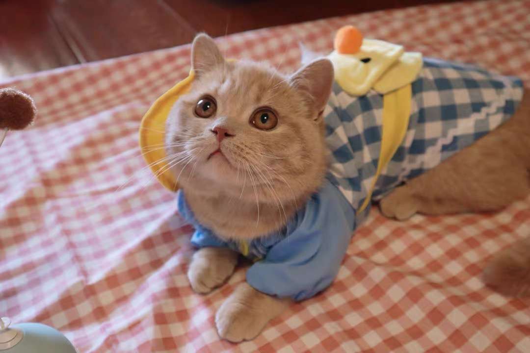 猫 洋服 | 猫用チェック柄オーバーオール