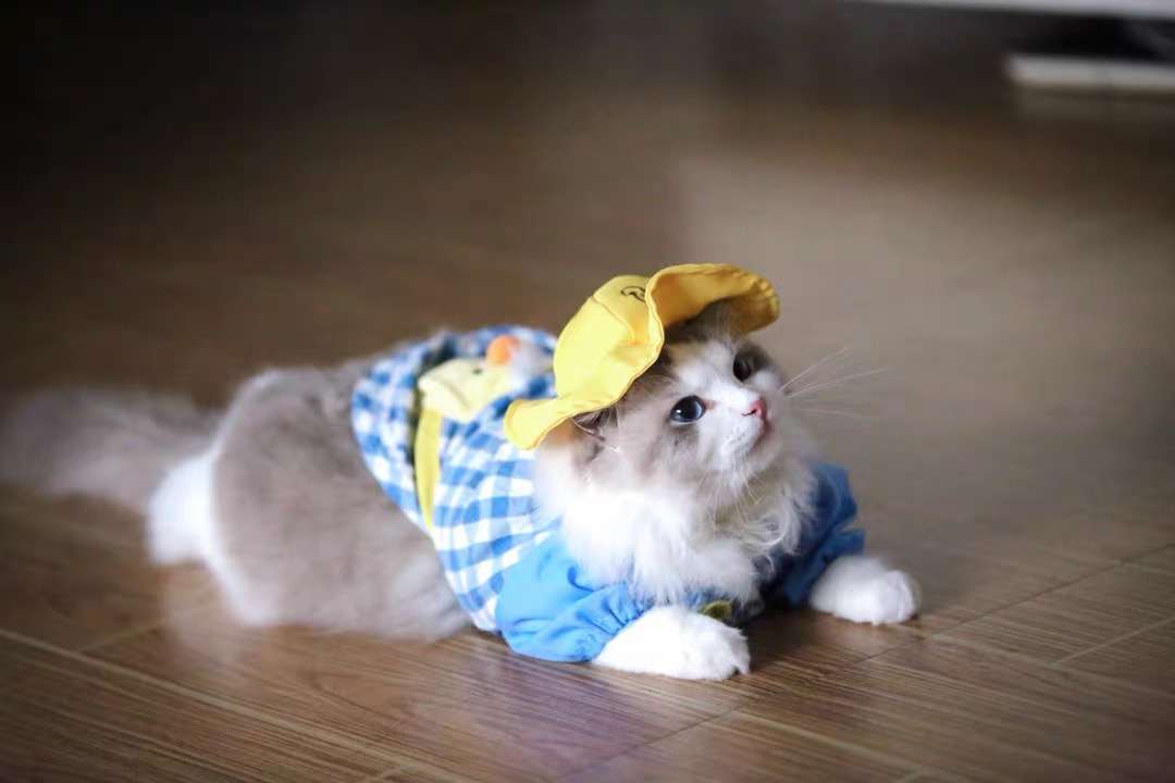 猫 洋服 | 猫用チェック柄オーバーオール